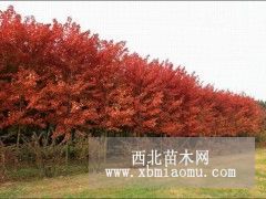 6公分的美國紅楓價格 南京美國紅楓價格