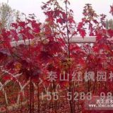 泰安美國秋火焰紅楓，泰安秋火焰紅楓，泰山紅楓園林