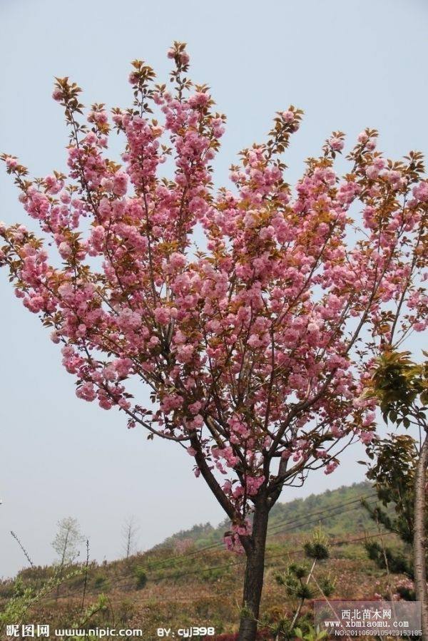 河南樱花树