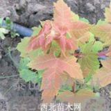 泰安美國紅楓小苗，泰安美國紅楓小苗價(jià)格，泰山紅楓園林