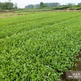 陕西福鼎大白茶苗、陕西乌牛早茶苗