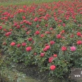 长期供应成都自家丰花月季,金叶女贞,红花继木