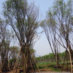 供應叢生茶條槭；茶條槭基地；四川叢生茶條槭；瀘州叢生茶條槭