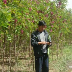 大量供应香花槐及河北杨