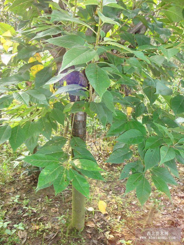 批发樱花塔柏