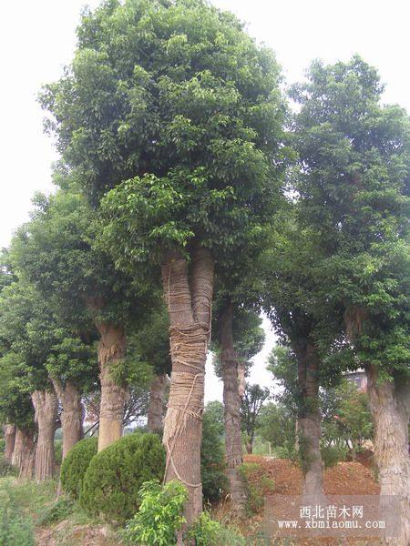 香樟，桂花，羅漢松，廣玉蘭