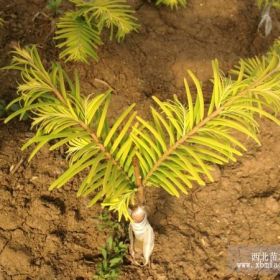 金葉水杉、金葉水杉苗、沭陽金葉水杉、黃金杉