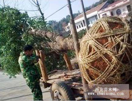 香樟，桂花，珍珠彩桂