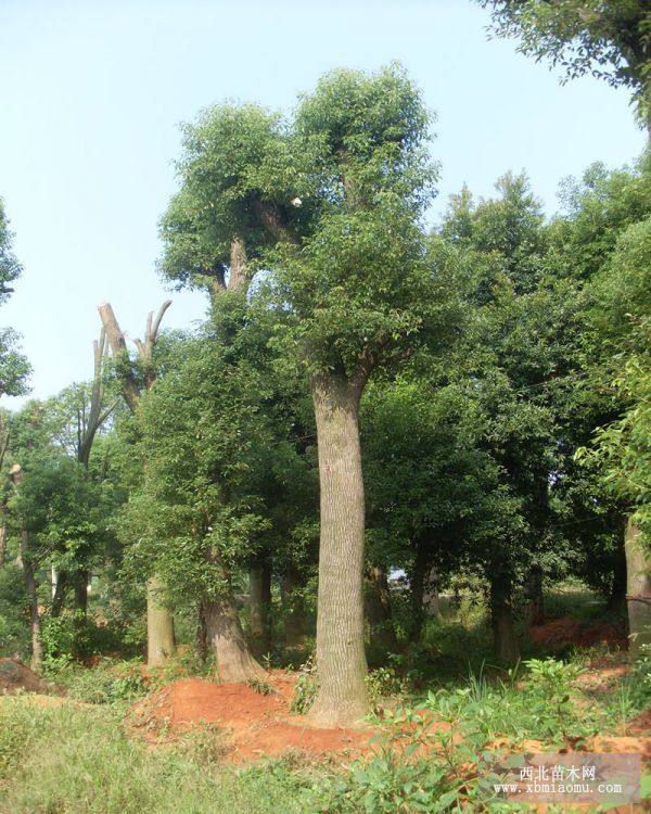 香樟，桂花，羅漢松，廣玉蘭