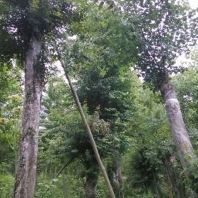 湖北三角枫，湖北三角枫批发，湖北三角枫价钱，湖北三角枫基地