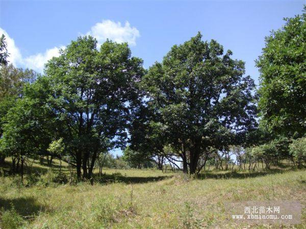 河北承德蒙古櫟，油松 先到先得