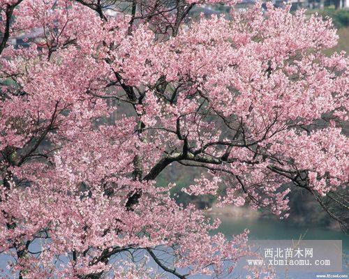 櫻花，櫻花苗，速生櫻花