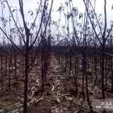 辽宁苹果苗.矮化寒富苹果苗.矮化寒富苹果苗基地.价格.供货商