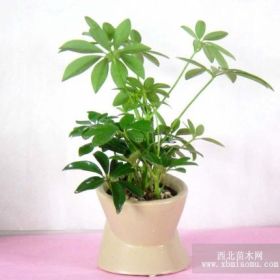 花木出租你懂室內(nèi)植物該如何擺放位置正確嗎