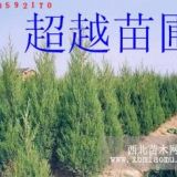 蜀檜-泗洪蜀檜基地-蜀檜苗木價格