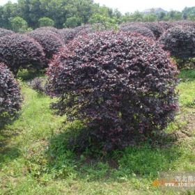 供應(yīng)湖南紅花繼木，湖南桂花，長沙紅葉石楠