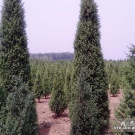 京南森淼園藝花卉種植基地