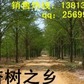 银杏树价格 银杏树苗价格 秀景银杏基地