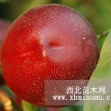 大量低價(jià)供應(yīng)紅杏、早油桃