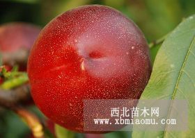 大量低價(jià)供應(yīng)紅杏、早油桃