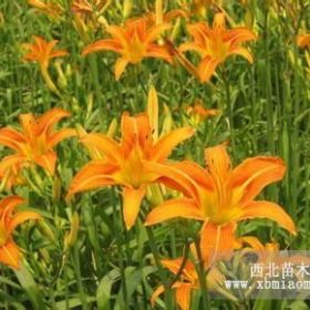 大花萱草、紅花醡漿草、銀邊萬年青