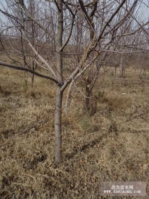 苹果苗苹果树