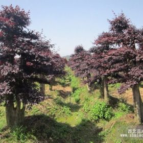 造型红继木树桩 造型榆树 嫁接红枫