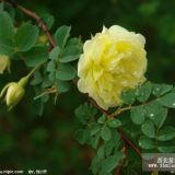 山東大花薔薇 青州薔薇價(jià)格 濰坊薔薇基地 天津薔薇