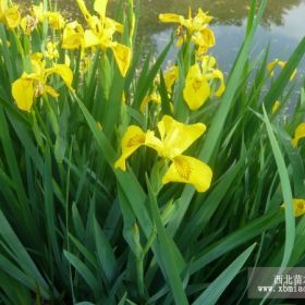 營養(yǎng)缽黃褐鳶尾|山東青州黃花鳶尾|黃花鳶尾價格行情