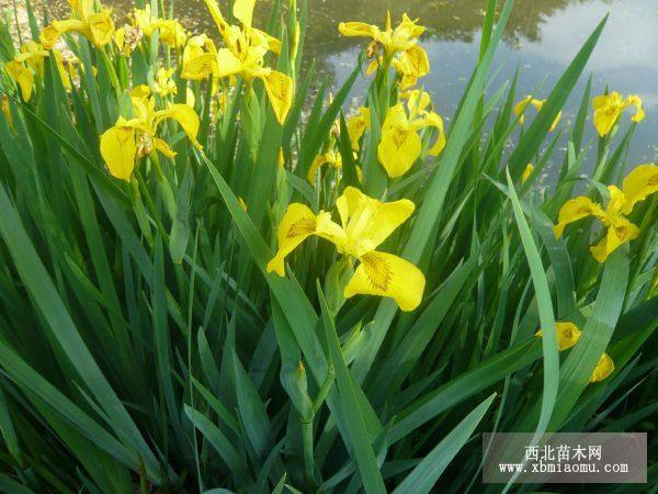 鳶尾|黃鶴鳶尾價(jià)格|上盆黃褐鳶尾