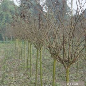 櫻花，四川櫻花基地，日本晚櫻