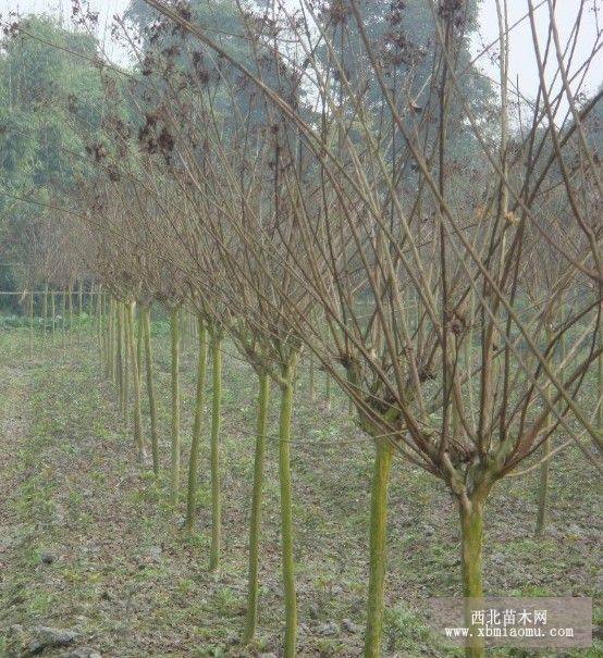 櫻花，四川櫻花基地，日本晚櫻