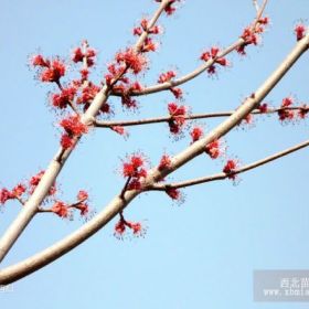 美國紅楓。紅花槭