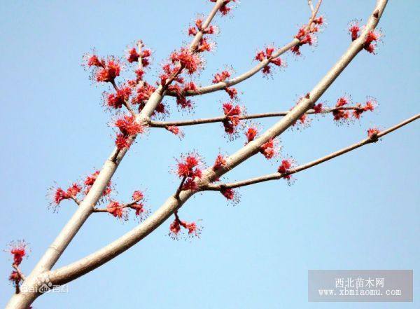 美國紅楓。紅花槭