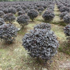 紅繼木球 紅繼木球批發(fā)價(jià)格 四川成都紅繼木球基地