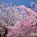 櫻花，紅葉櫻花，日本櫻花