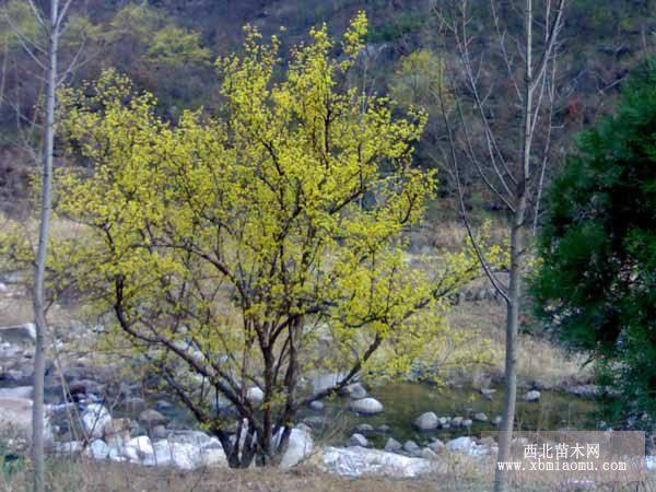 山茱萸、丛生山茱萸、山茱萸小苗