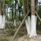 叢生香樟 叢生香樟批發(fā)價格 四川成都叢生香樟供應(yīng)基地