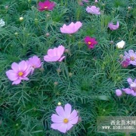 波斯菊 山东波斯菊 青州波斯菊 潍坊波斯菊 北京波斯菊价格