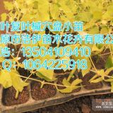 如有需要可以提前預(yù)定 價格合理 量大優(yōu)惠