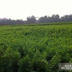 大量天竺桂小苗10月登場 成都苗圃 綠化工程苗