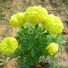 想求購(gòu)草花萬(wàn)壽菊到哪里去啊