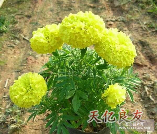 萬壽菊，綠化草花萬壽菊