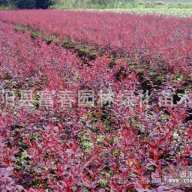 红梅，江苏红梅，别称梅花，红梅基地，红梅小苗，红梅价格