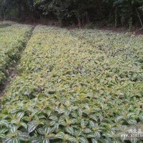 花叶冷水花