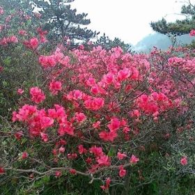 供应杜鹃、映山红、丛生杜鹃、盆景杜鹃、杜鹃树桩