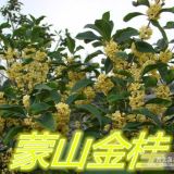 山東蒙山桂花公司供應各種規(guī)格桂花，流蘇