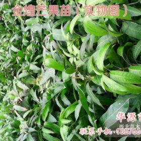 大量供應(yīng)芒果苗 荔枝苗 蓮霧苗等