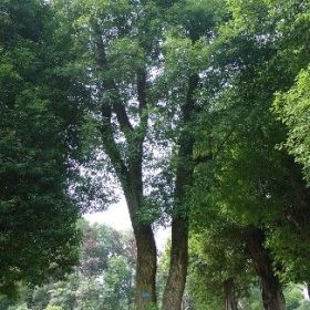 雙桿移植骨架香樟