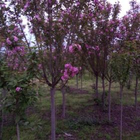 高杆樱花,四川樱花价格,四川樱花批发